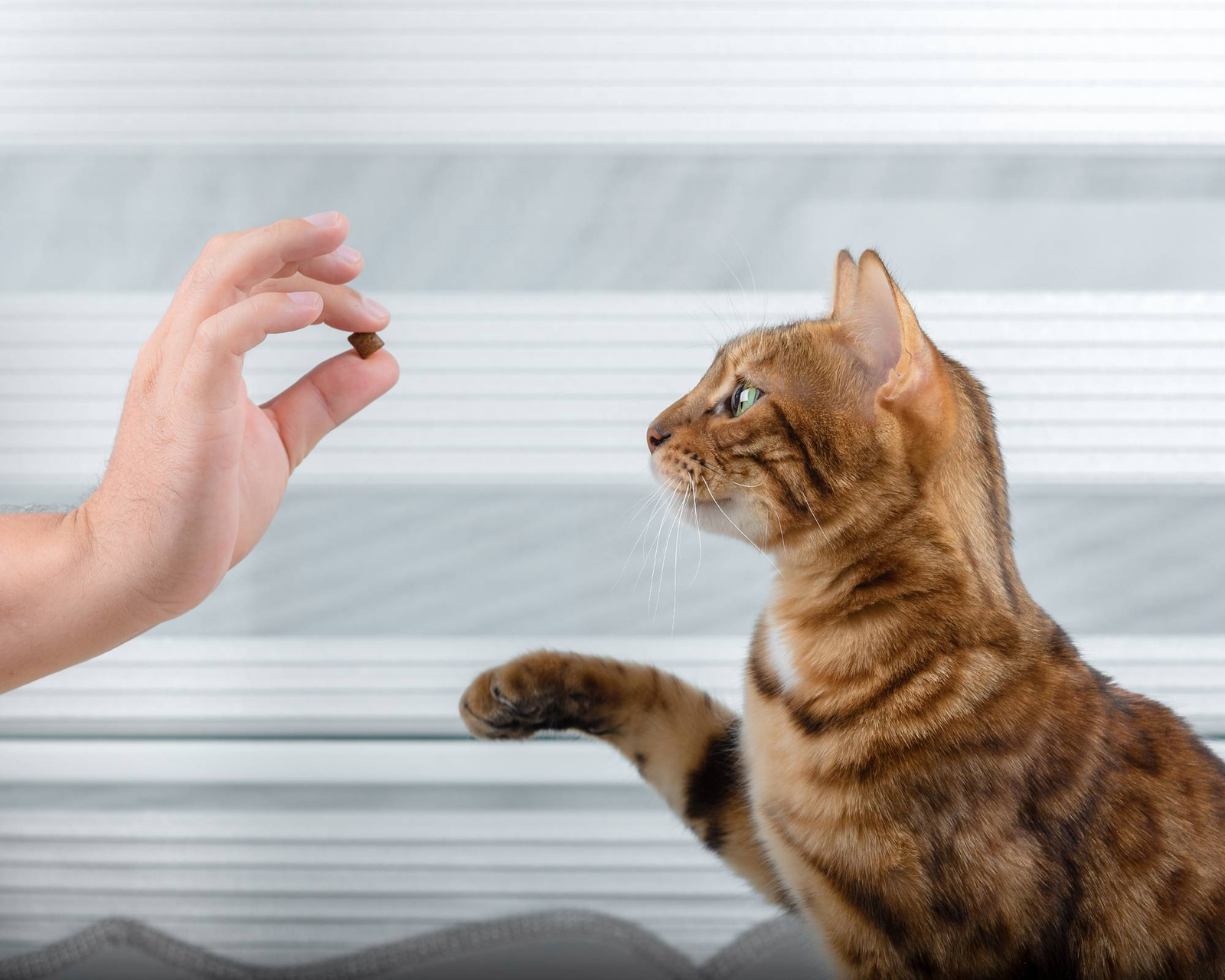 cat training, treats 